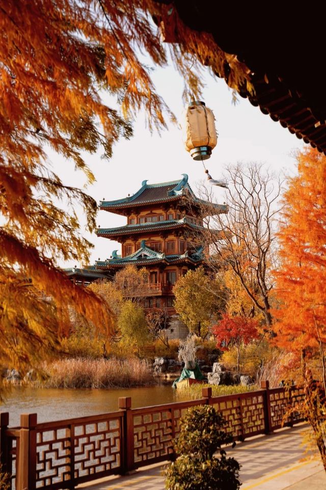 金陵小城的葉子紅了。