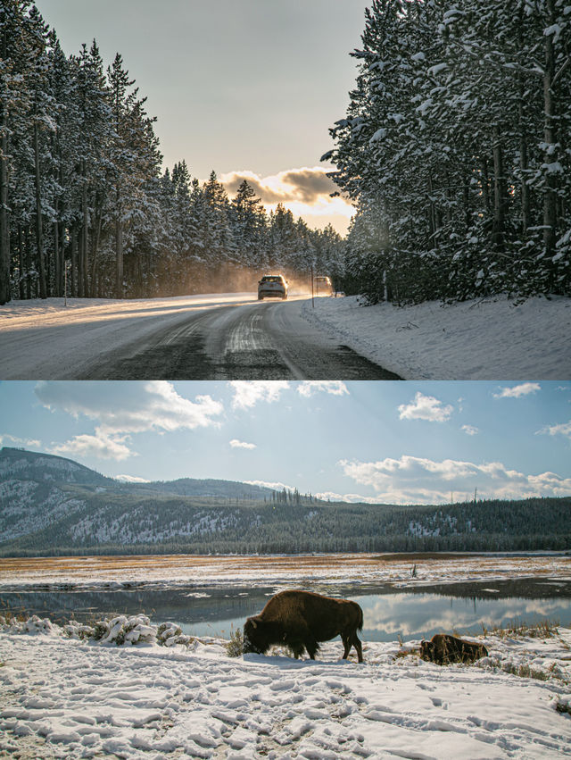 How Stunning is Yellowstone in Winter?