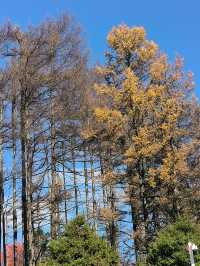 平河梁：將大地點綴成絢麗多姿的四季之美