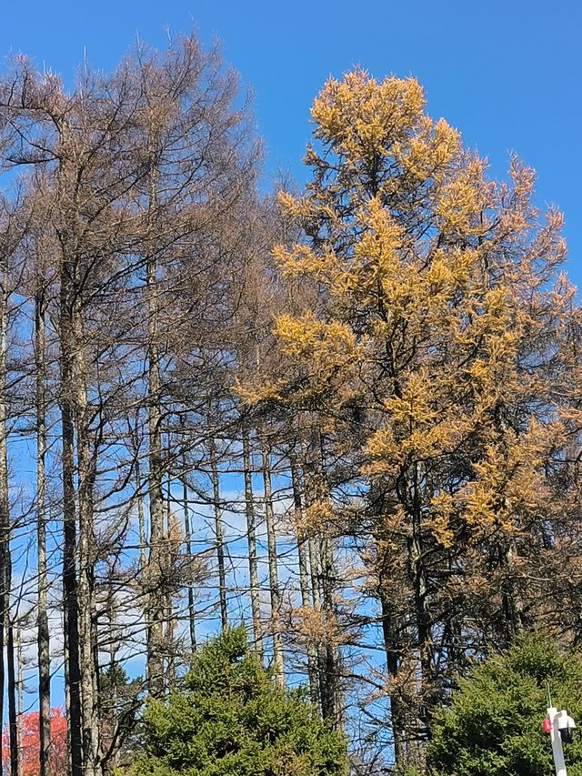 平河梁：將大地點綴成絢麗多姿的四季之美