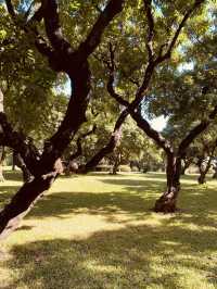 荔枝公園