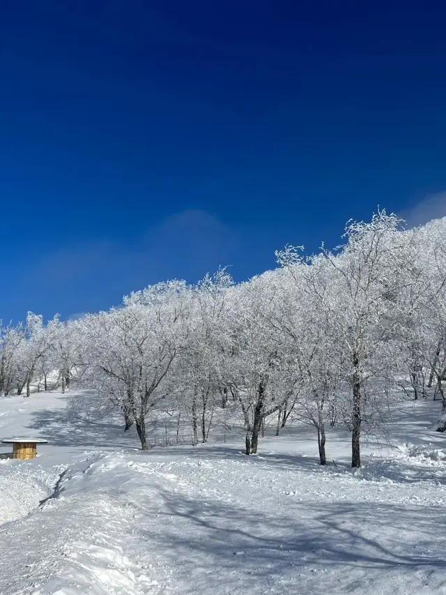 2-Day Harbin & Snow Town Itinerary: A Detailed Guide You Can't Miss