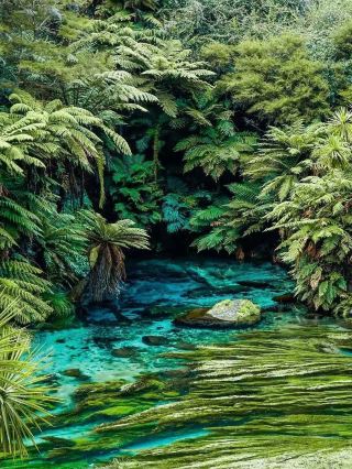Stunning! One of New Zealand's most beautiful attractions, Blue Spring, has reopened