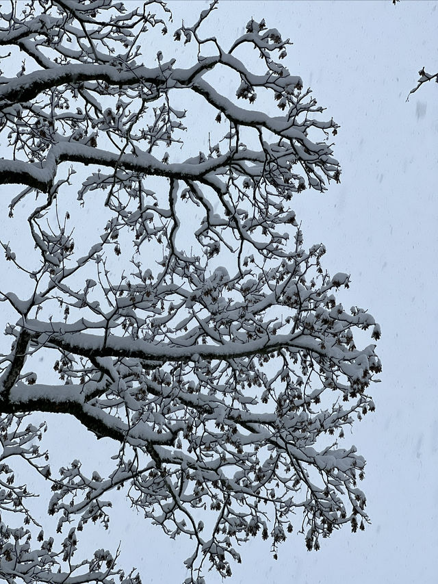 瑞士少女峰格林德瓦 First 滑雪