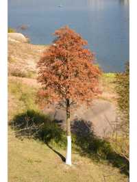 東山水庫的落羽松終於紅啦，原圖直出