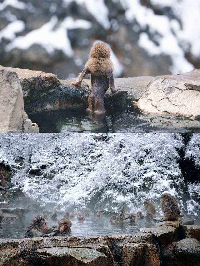 春節旅遊不喊咔去秘境長野解鎖高階玩法