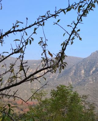 Mancheng | Shenxing Persimmon Valley Day Tour