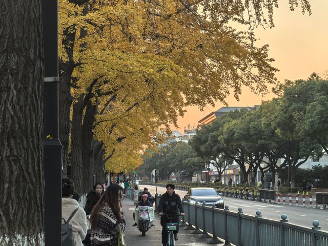道前街賞銀杏