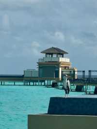 Discover the Beauty of Maldives with Exclusive Travel Tips