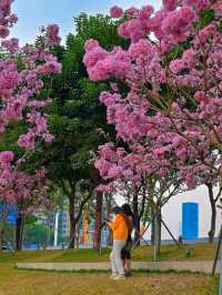 後海中心河公園｜紫花風鈴木盛開的冬天