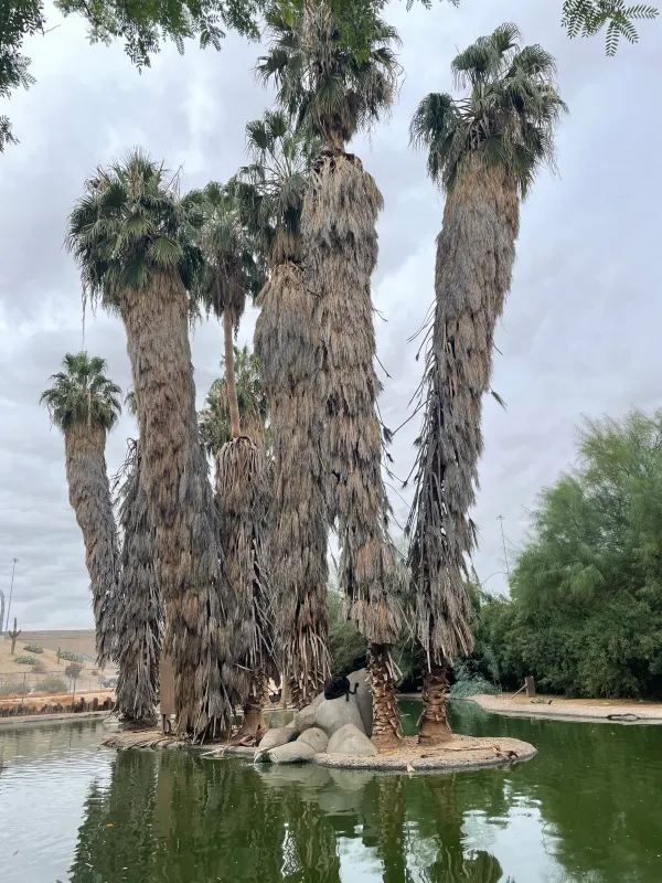Explore the Phoenix Zoo