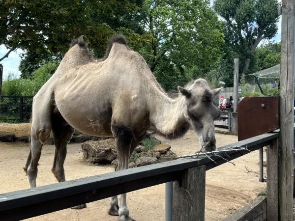 Exploring the Unique Experience at London Zoo