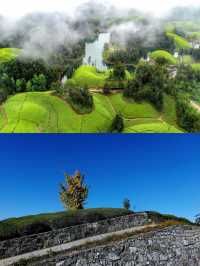 鶴峰翠綠茶園間山野民宿