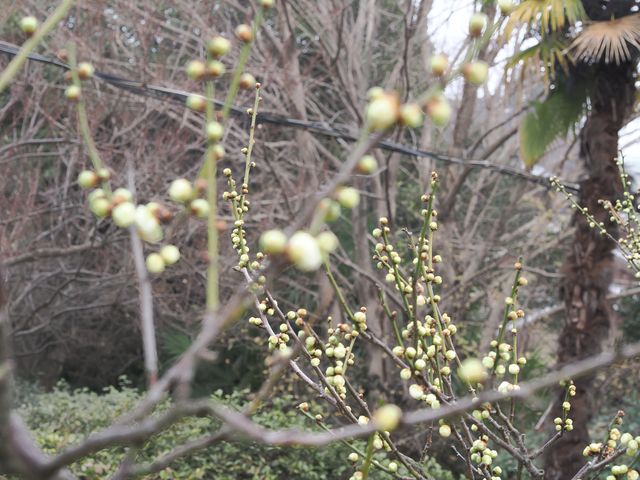 南京古林公園梅花已開，免費景點