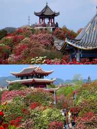 【百里杜鹃,美到窒息的花海仙境!】