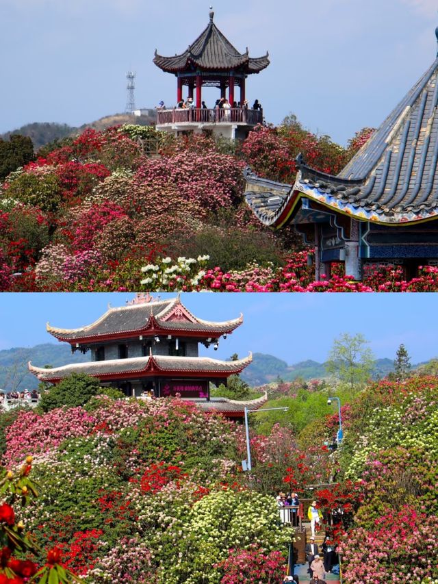 【百里杜鹃,美到窒息的花海仙境!】 【百里杜鹃,美到窒息的花海仙境!】