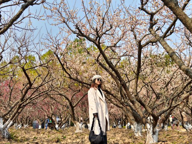 上海賞梅遊記·世紀公園梅花盛放中🌸