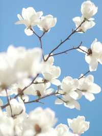 申城玉蘭花開啦！附觀賞地圖→。