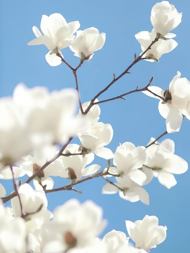 申城玉蘭花開啦！附觀賞地圖→。