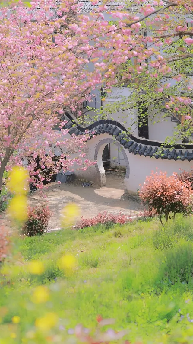 Cherry Blossom Rendezvous in Wuhan, Spring Fills Trip.com