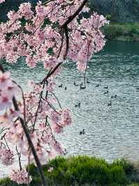 🌸被京都鴨川的櫻花美到失語！