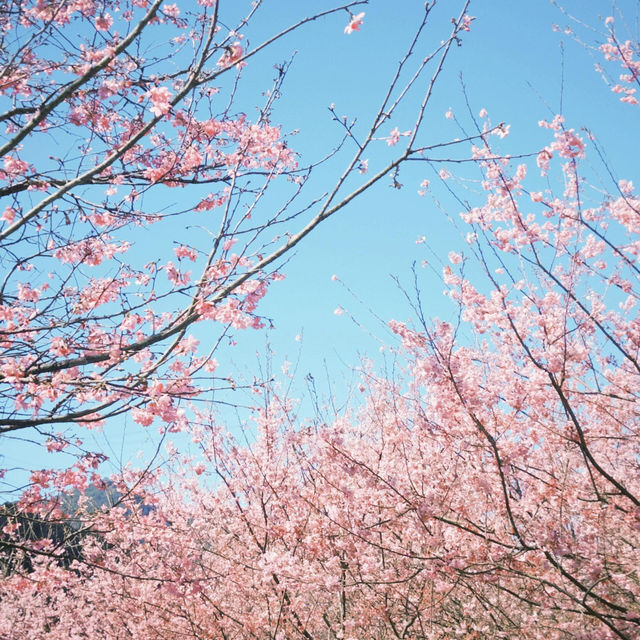 新北夢幻賞櫻之旅🌸大熊櫻花林