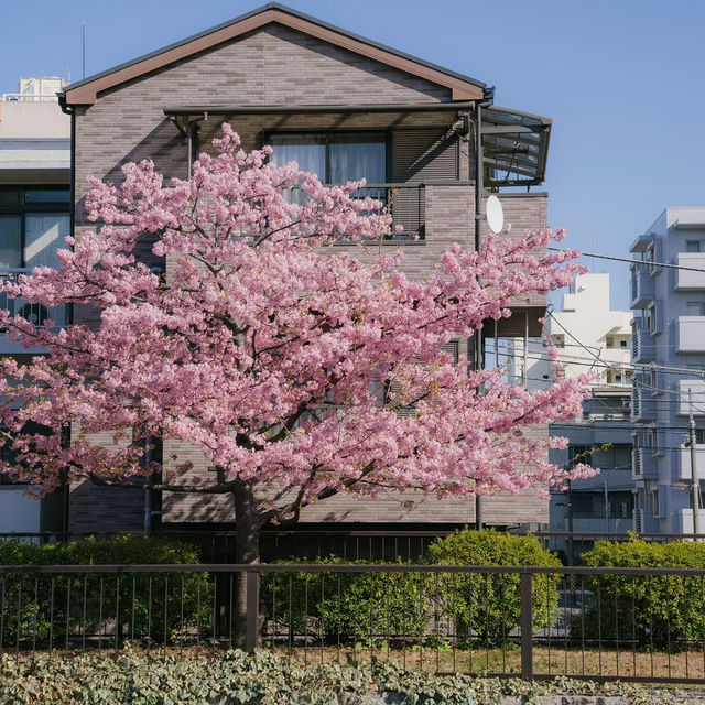 🌸東京限定！大橫川親水公園的爛漫櫻雪