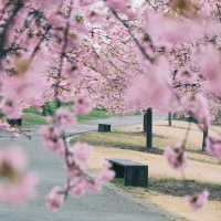 春遊記｜快來抄‼️辰山植物園無人絕美拍照點全攻略‼️