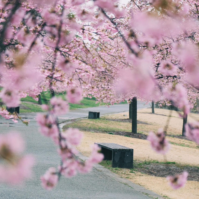 春遊記｜快來抄‼️辰山植物園無人絕美拍照點全攻略‼️