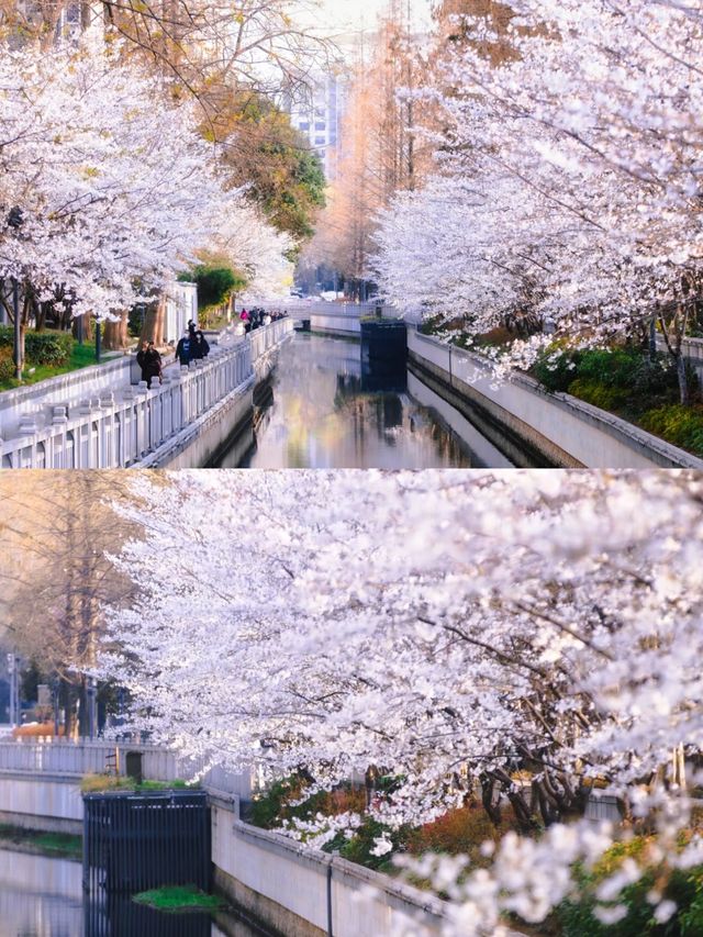 南京賞櫻好去處‖打卡避坑攻略