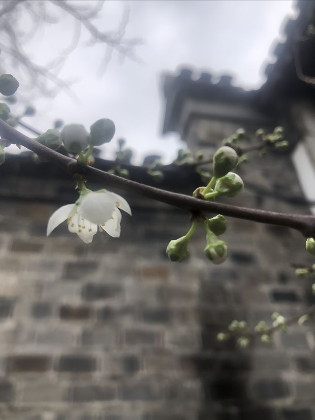 南京｜胡家花園裡的金陵春天