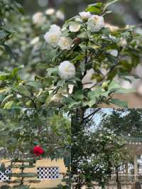 重慶鵝嶺公園山茶花傲然綻放，中式意境十足！