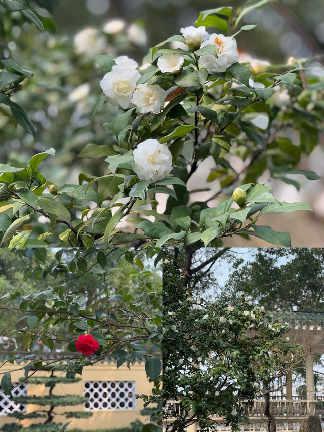 重慶鵝嶺公園山茶花傲然綻放，中式意境十足！