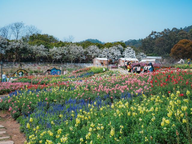 闖入春日花花世界！東莞香遇百花園全攻略