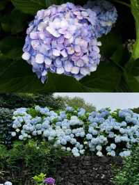 春日繡球花地圖：濟州島篇