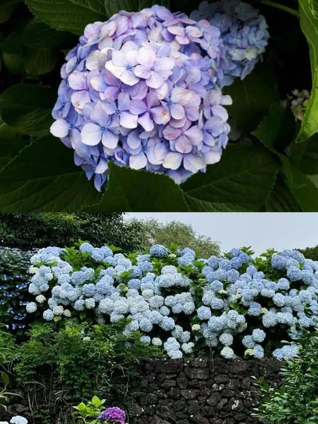 春日繡球花地圖：濟州島篇