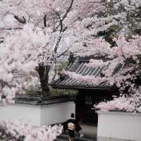 🌸2025日本關西賞櫻攻略 | 必去景點大揭秘！