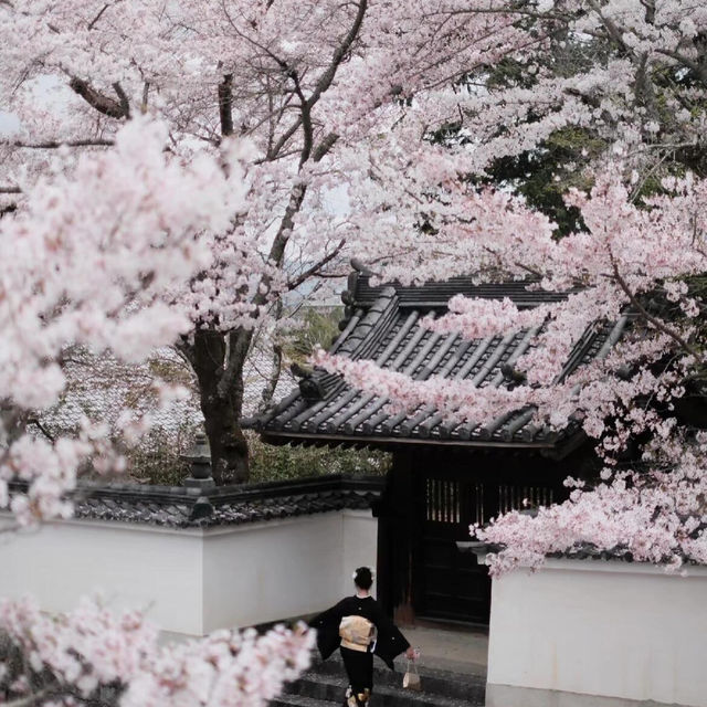 🌸2025日本關西賞櫻攻略 | 必去景點大揭秘！