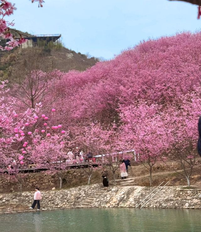 溫州櫻花園藏著的櫻花仙境等你發現