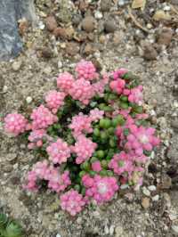 深圳仙湖植物園踏青