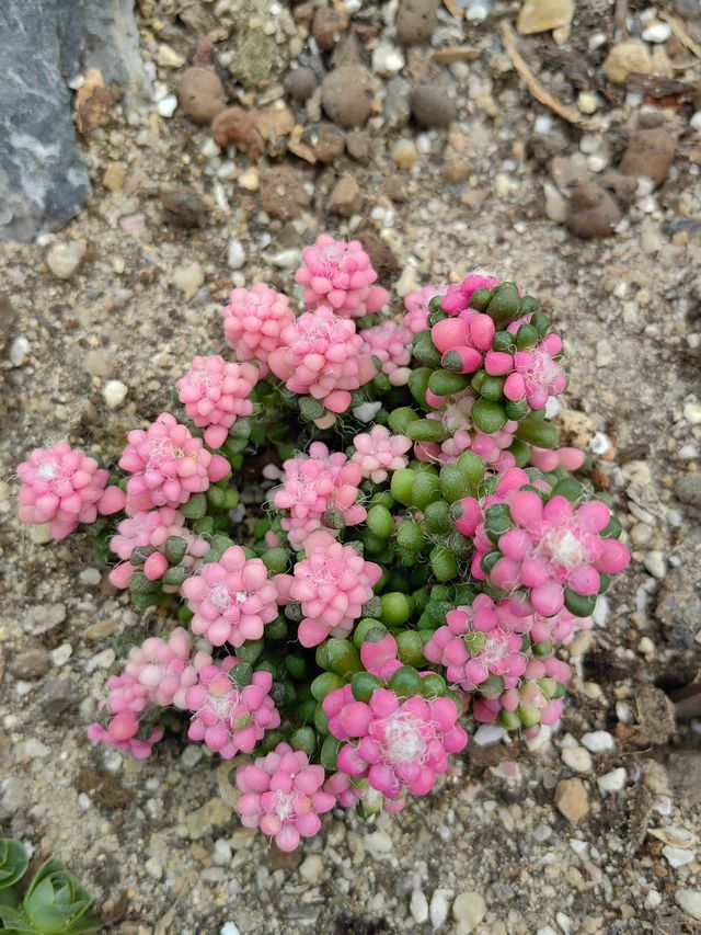 深圳仙湖植物園踏青