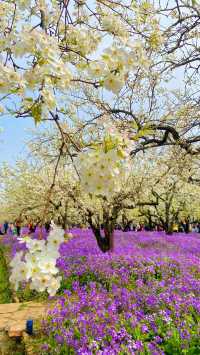 「不到三台山國家森林公園，又怎能算來過宿遷？」