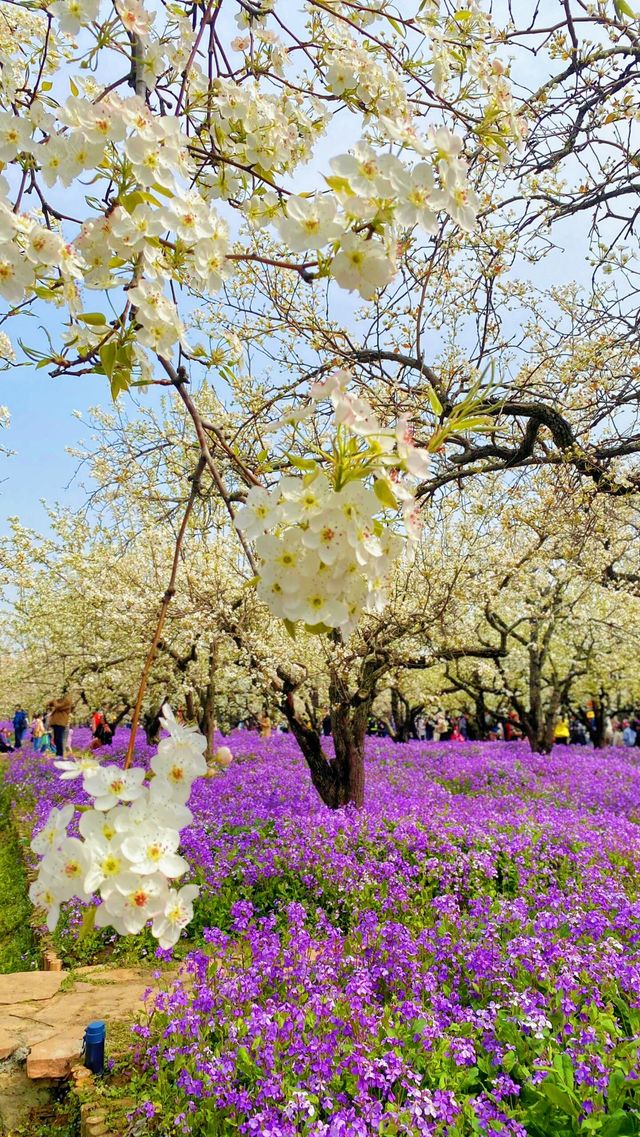 「不到三台山國家森林公園，又怎能算來過宿遷？」
