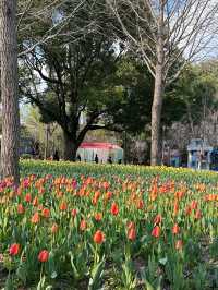 在上海的公園裡遇見了鬱金香花海，彷彿置身荷蘭