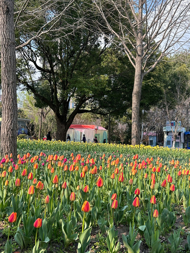 在上海的公園裡遇見了鬱金香花海，彷彿置身荷蘭
