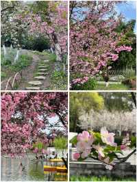 3月莫愁湖公園賞花攻略：邂逅金陵春日繁花