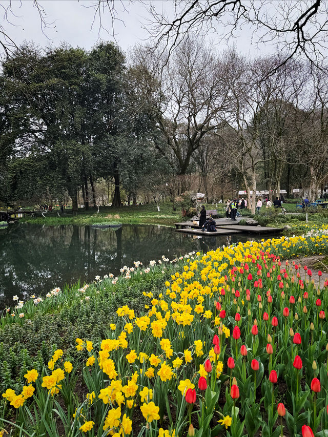 杭州太子灣公園！桃花、鬱金香都很美～