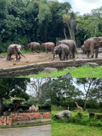 誰懂！在茂物市動物園開啟奇妙動物狂歡