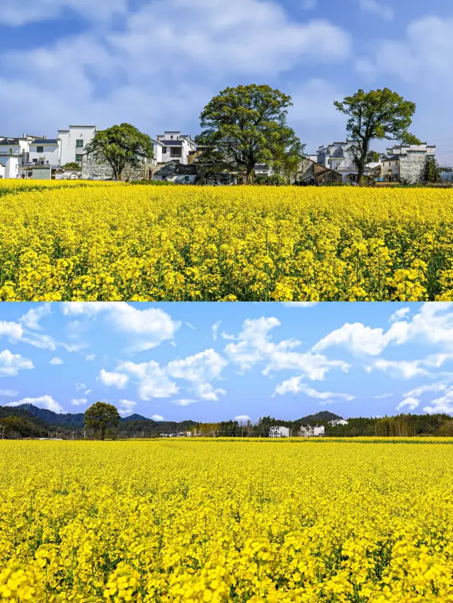 Rapeseed Flower Viewing in Shangrao, Jiangxi ‖ A Guide to the Best Spots