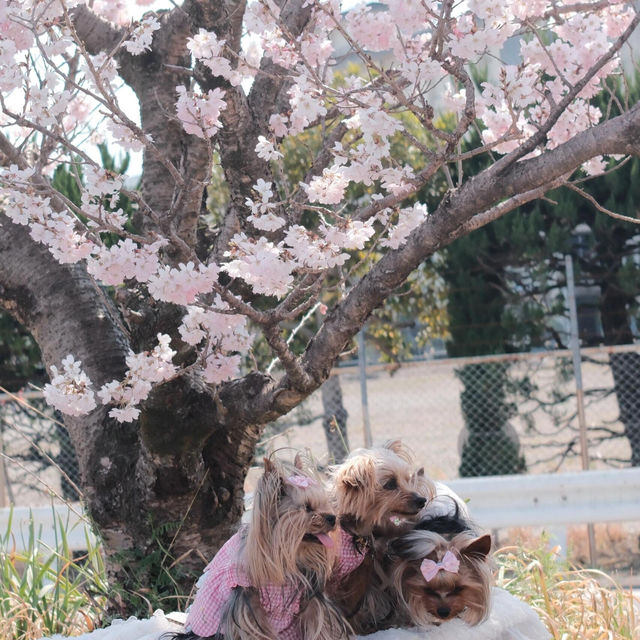 東京櫻花難民速進！171棵櫻花滿開實況🌸